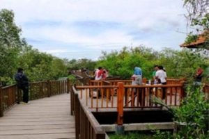 Indahnya Wisata Mangrove Wonorejo Surabaya