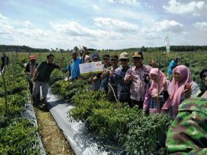 Panen Cabai, Kelompok Tani Mekar Rahayu Diapresiasi Pemkab Tanbu