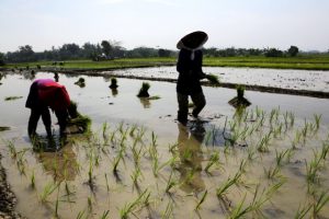 Tahun 2018, Pemkot Kembangkan Pertanian Terpadu