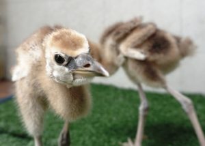 Kelahiran Crowned Crane Lengkapi Koleksi Taman Safari Prigen