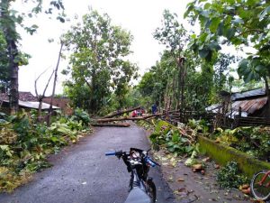 Dalam Satu Hari, Terjadi 7 Insiden Pohon Tumbang, Satu Korban Masuk Rumkit
