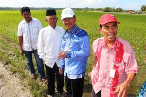 Siapkan Lahan 30 Hektar, Dinas Pertanian Pemkab Tanbu Lanjutkan Pengembangan Padi Unggul