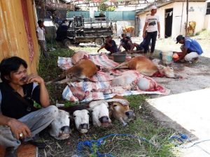 Berkurban 8 Ekor Sapi dan 1 Kambing, Udin Kocak Patut Ditauladani