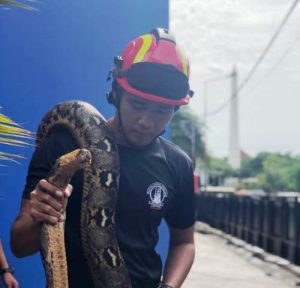 Tim Orong-Orong DPMK Surabaya Tangkap Dua Ular Sanca