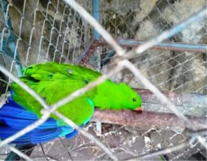 Satu Lagi, Burung Sitaan Kejaksaan Negeri Jember Dikabarkan Mati