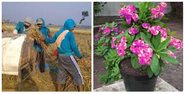 Suplai Tanaman Bunga Hias ke Batu, Warga Desa Karang Tengah Kediri Juga Produksi Padi Ribuan Ton Per Musim