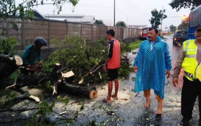 Bersama Warga Setempat, BPBD Kediri Evakuasi Pohon Tumbang di Desa Ngebrak