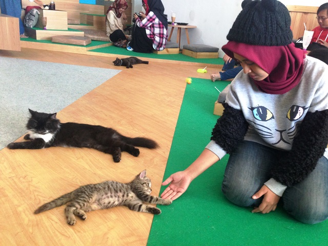 Suka Kucing, Perlu Mampir Ke Neko Kepo Cat Cafe