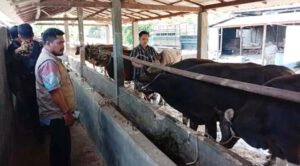 Songsong Idul Adha 1440 H, Pemkab Tanbu Uji Kelayakan Hewan Qurban