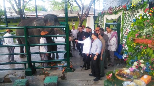Kenalkan Bayi Gajah Sumatra di KBS, Wali Kota Risma Sebut Nama Dumbo