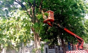 Rutin Melakukan Perantingan, DKRTH Pangkas Puluhan Pohon Setiap Hari