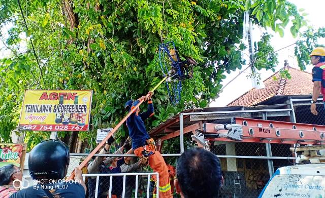 Unit Bronto Sky Lift Pemkot Surabaya Selamatkan Penerjun Paramotor yang Tersangkut di Pohon