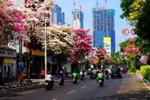 Tanaman Tabebuya di Surabaya Tidak Impor, Tapi Hasil Budidaya Sejak 5 Tahun Lalu