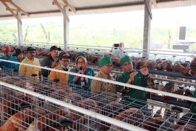 Kolaborasi, Pemerintah AS Bangun Ketangguhan Peternak Ayam Petelur di Blitar