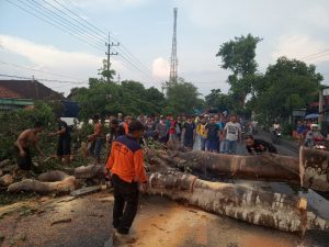 Tim BPBD Kabupaten Kediri Evakuasi Pohon Tumbang di Desa Turus