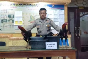 Digrebek Polisi, Penjudi Sabung Ayam di Kediri Lari Tinggalkan Semua Alat Bukti