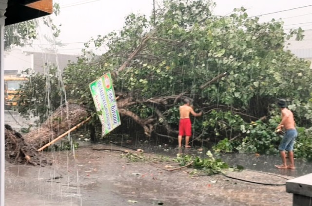 Jalan Utama di Kediri Tertutup Pohon Tumbang Akibat Terjangan Hujan Angin