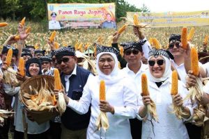 Panen Raya Jagung Bersama Masyarakat Samin, Jagung Komoditas Andalan Jatim