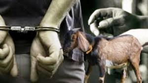 Berkat CCTV, Unit Reskrim Polsek Grogol Polresta Kediri Ringkus Pencuri Kambing