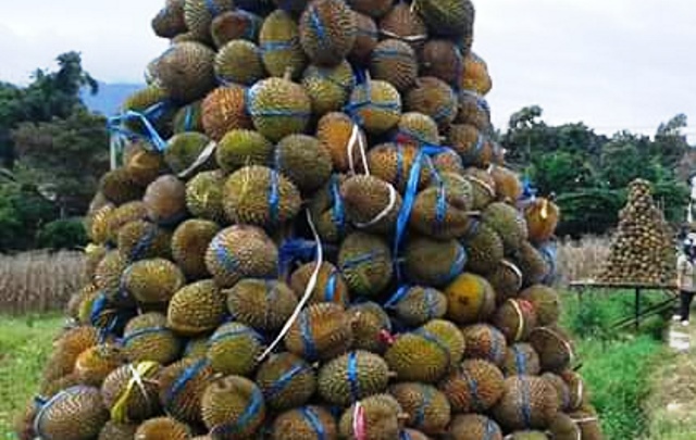 Festival Wisata Dahar Durian di Desa Medowo Kediri Gratiskan 2020 Buah