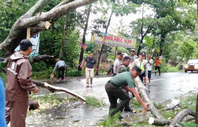 Mobil Tertimpa Pohon Tumbang Akibat Hujan Angin di Wilayah Kediri