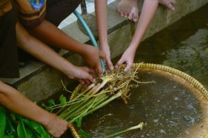 Dipercaya Mampu Tangkal Virus Corona, Sekolah di Surabaya Budidaya Empon-empon