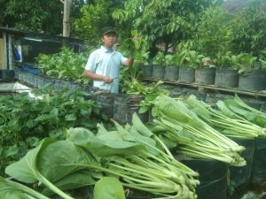 Tetap Produktif di Rumah, Komunitas Ini Bikin Program 1000 Polybag