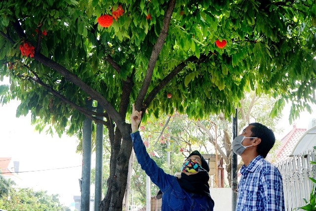 Bunga Lampion yang Dikenal Langka, Malah Tumbuh Subur dan Mekar di Surabaya