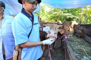 Pemeriksaan Kesehatan Hewan Kurban Dilakukan di Tempat Penjualan dan Pemotongan