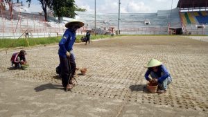 Sesuaikan Standart FIFA, Rumput Gelora 10 November Sudah Selesai Ditanam