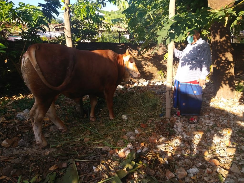 Rayakan Idul Adha, Jenderal TNI (Pur) Muldoko Kurban 3 Ekor Sapi di Kampung Halamannya