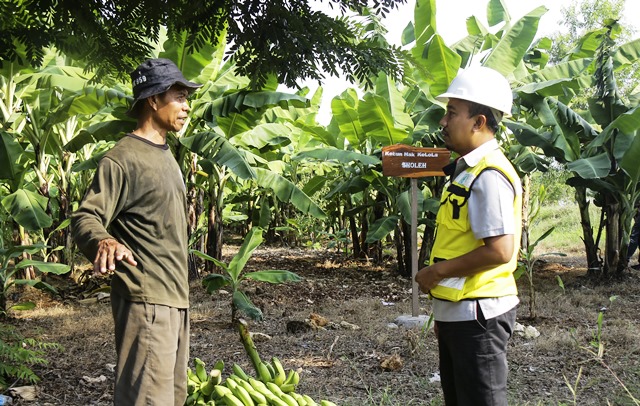 SIG Manfaatkan Lahan Pascatambang Tanah Liat di Tuban Jadi Kebun Pisang