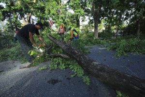 Antisipasi Musim Hujan dan Angin Kencang, DKRTH Lakukan Perantingan Pohon