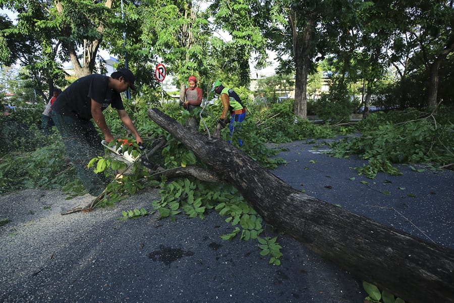 Antisipasi Musim Hujan dan Angin Kencang, DKRTH Lakukan Perantingan Pohon