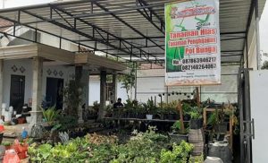 Hadapi Masa Pandemi, Pengusaha Sablon Asal Kediri Banting Stir Jual Tanaman Hias