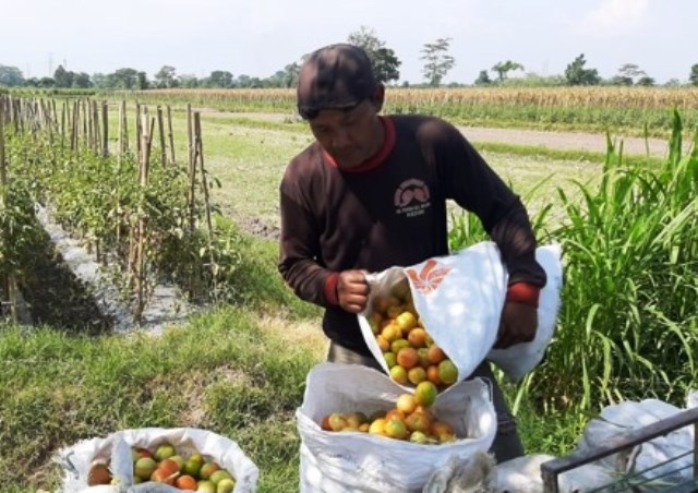 Harga Tomat Meningkat di Era Transisi New Normal, Petani di Kediri Mulai Bisa Tersenyum
