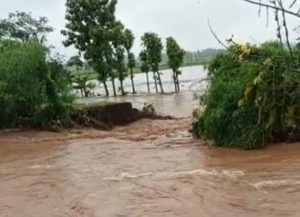 Tanggul Ambrol, Lahan Pertanian di Sekitar Sungai Kolokoso Kediri Terendam