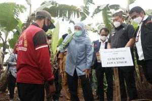 Gubernur Khofifah: Bibit Pisang Varietas Unggul Dampit Malang, ‘Pisang Mulia’