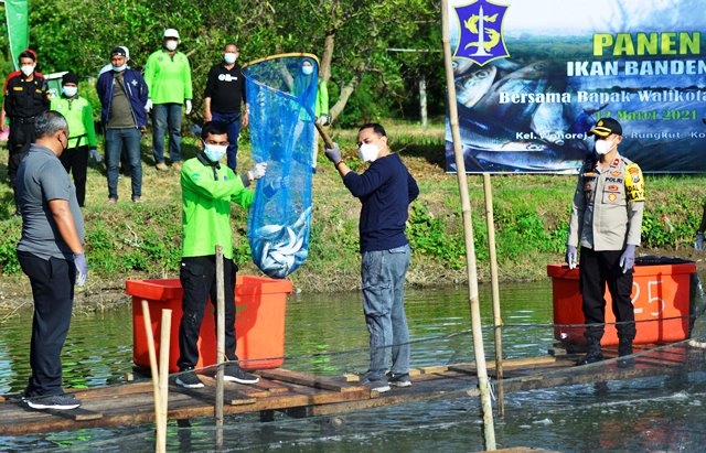 Terapkan Sistem Silvofischery, Wali Kota Eri Cahyadi Panen 1,25 Ton Ikan Bandeng di Mangrove Wonorejo