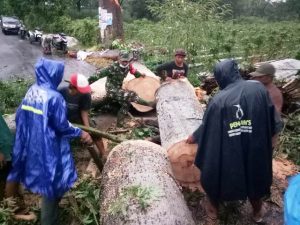 Hujan Angin di Jalan Desa Siman Kediri Tumbangkan Pohon Raksasa