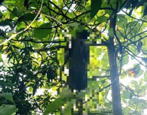 Pamit Merumput di Kebun, Warga Desa Selopanggung Kediri Ditemukan Tewas Gantung Diri