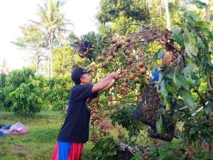Jasa Marga Gelar Program Budidaya Kelengkeng dan Pengembangan Desa Wisata Agrotech di Kulon Progo