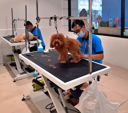 Pet Kingdom Manjakan Pet Lover dengan Pet Facility Terluas di Surabaya