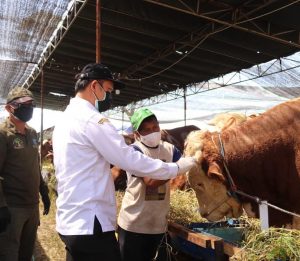 Pastikan Kesehatan Hewan Kurban, Tim DKPP Lakukan Pemeriksaan di Titik Penjualan