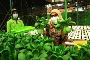 Dorong Masyarakat Manfaatkan Pekarangan Rumah, TP PKK Surabaya Gelar Pelatihan Hidroponik