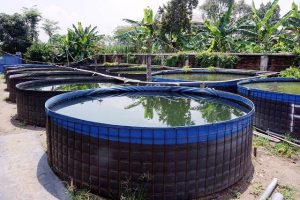Dukung Gerakan Masyarakat Makan Ikan, Pemkot Kediri Perkuat Pasokan Ikan Lele di Pokdakan