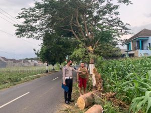 Pohon Tumbang di Cuaca Gerimis, Pengendara R2 Jadi Korban