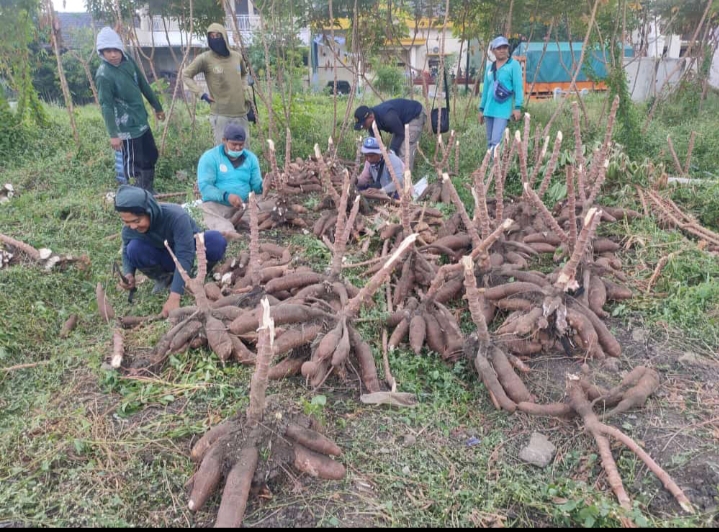 DKPP Surabaya Panen 1,4 Ton Ketela Pohon dari Hasil Budidaya Lahan Kosong