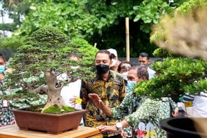 Pameran Bonsai Nasional Surabaya Awal Kebangkitan UMKM di Kota Pahlawan