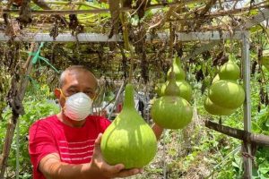 Wakil Wali Kota Armuji Ajak Warga Surabaya Optimalkan Lahan di Pekarangan Rumah